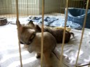 Cuteness X 2 - Jaeger & Peep Cuteness X 2 - Jaeger & Peep