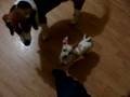 Dogs playing with lazer pointer's red dot