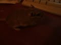 my gerbil Ya\ my gerbil Ya\