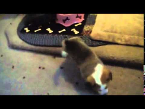 Must watch video of a female Corgi puppy playing