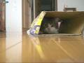 滑り込むねこ２。