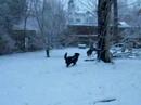 Snow dogs