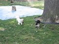 Toby Playing With Bella