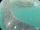 Borneo Whaleshark 1 - Kota Kinabalu