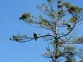 videos de Bald Eagle on Lake Winnipesaukee, Gilford NH