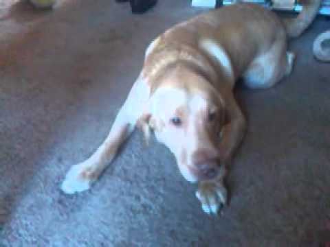 how to treat epilepsy in dogs