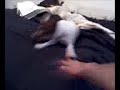 Rat terrier