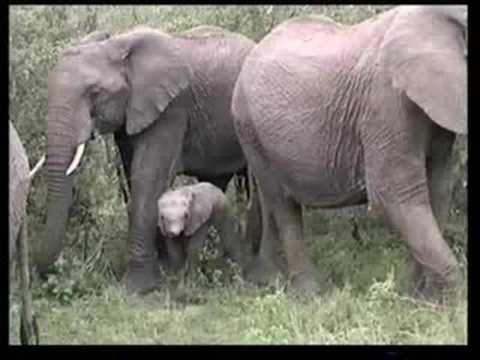 elefant