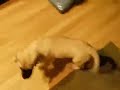 Puppy Omar