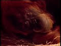 Birth-of-a-baby-oran
