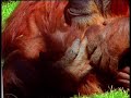 Birth-of-a-baby-oran