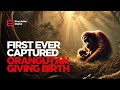 Birth of a baby orang-utan
