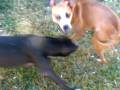 Female-Pit-Bulls-Pla