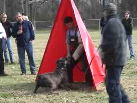 boerboel