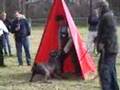 Boerboel video