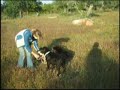 Treinos para o COB