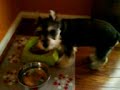 Dogbook Movie: munching on puppy chow