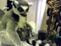 baby ring tailed lemurs