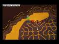 videos de Fire Cape Done Again with Sound
