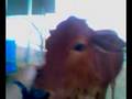 Lovin our Animals