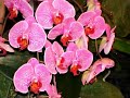 New York International Orchid Show