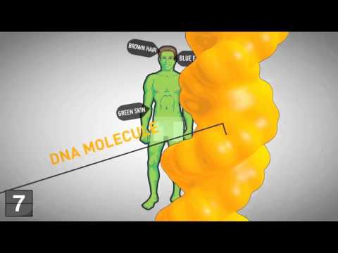 Видео: Расшифровка генетического анализа крови