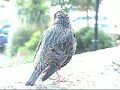 A Tame Starling In Penzance
