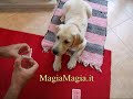 Magia da cani labrador