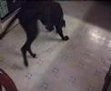 Great Dane Walter the Wonder Dog