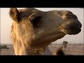 Dubai kurzgefasst