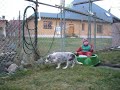 Naše malá hrdinka - borderka Beauty