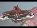 Amazing Moths Animated Slideshow Amazing Moths Animated Slideshow