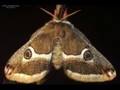 Amazing Moths Animated Slideshow