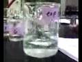 Chemical Kinetics: Experiment 3