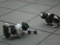 puppies!