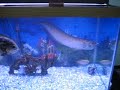 black arowana