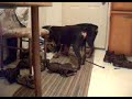 Dogbook Movie: Embro & Mofo at Gerry\