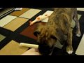 Brock the Boxer Puppy Doing Tricks 10.5 Weeks old