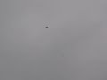 eflite 20 300