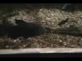 Life in fresh water.