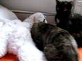 Kittens Nursing On A Stuffed Animal!!