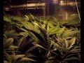 CULTIVO INDOOR MARIHUANA