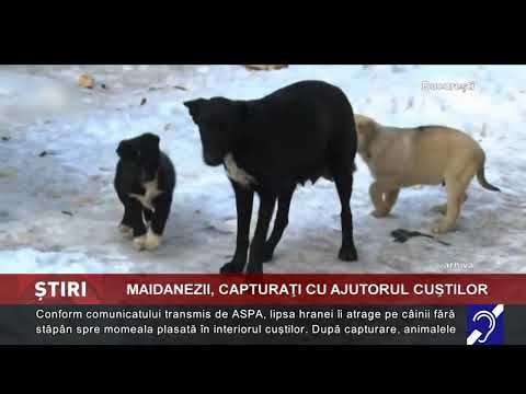 Maidanezii, capturați cu ajutorul cuștilor