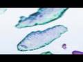 Macrophages engulfing pathogens (Hybrid Medical Animation)