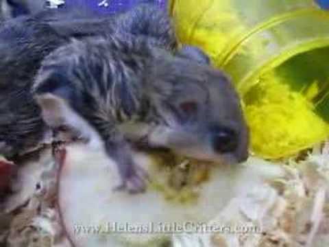 Baby Flying Squirrels!