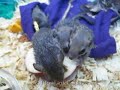 Baby Flying Squirrels!