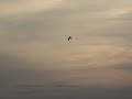 TUCANO 120 - PARTE 2 - ESQUADRILHA DA FUMA�A