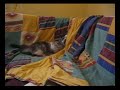 ADHD Cat ;)