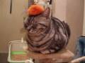何か乗ってますよ～猫２(=^・^=)　A insensitivity　cat？２