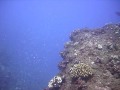 Undulated Moray Eel at Kea'au corner
